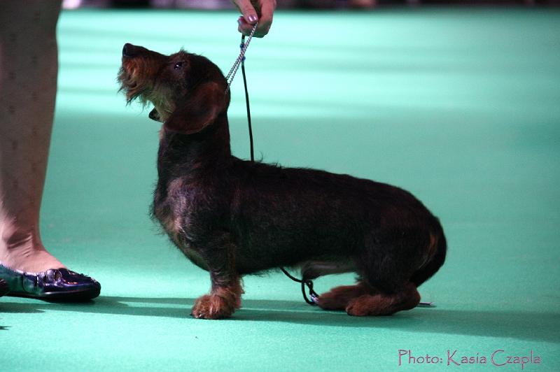 Crufts2011_2 935.jpg